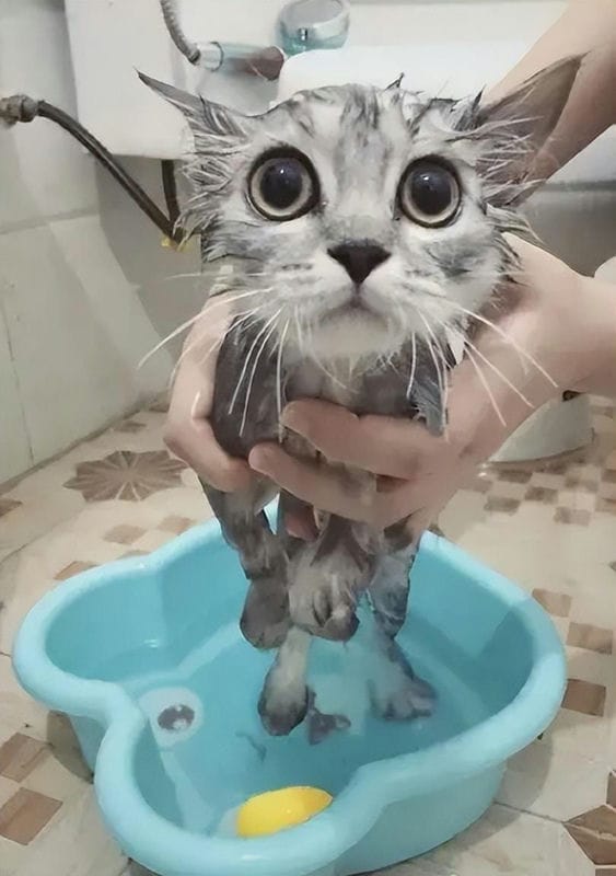 小猫 多大 洗澡（小猫多大可以洗澡除虫）(图2)