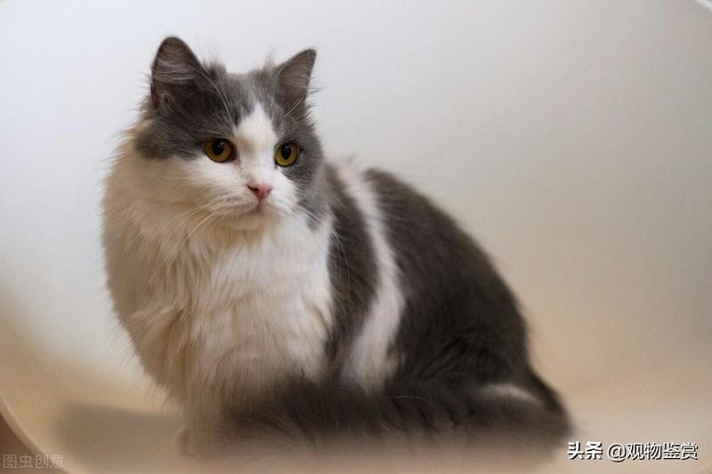 拿破仑猫建议养吗(为什么拿破仑猫不建议养)(图1) 拿破仑猫建议养吗(为什么拿破仑猫不建议养)(图1)