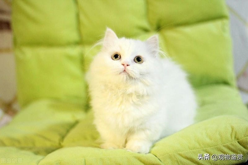 拿破仑猫建议养吗(为什么拿破仑猫不建议养)(图2) 拿破仑猫建议养吗(为什么拿破仑猫不建议养)(图2)