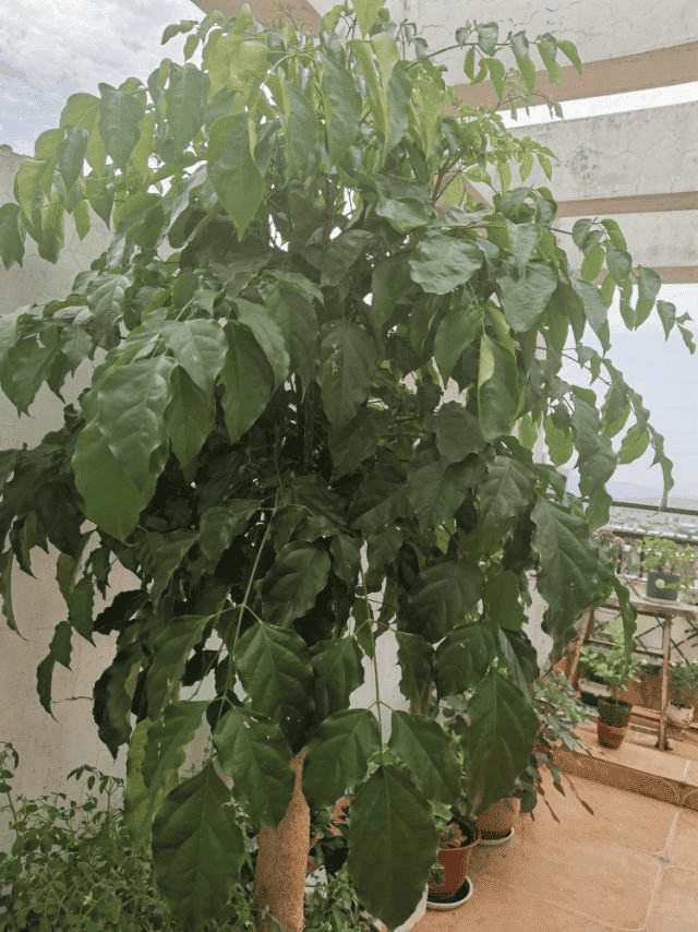 幸福树叶子一碰就掉,叶子发干怎么办（幸福树叶子发黄干枯掉落怎么办）(图7)