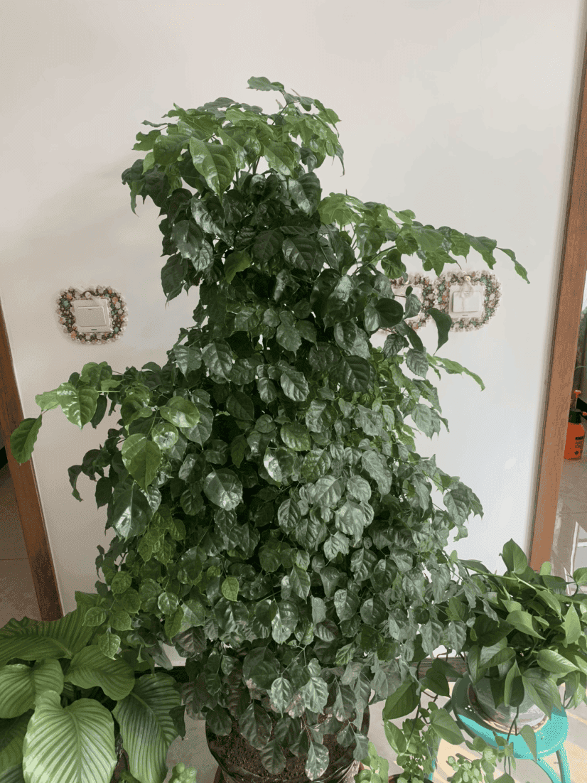 幸福树叶子一碰就掉,叶子发干怎么办（幸福树叶子发黄干枯掉落怎么办）(图2)
