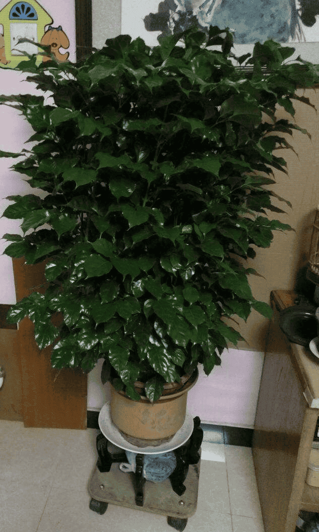 幸福树叶子一碰就掉,叶子发干怎么办（幸福树叶子发黄干枯掉落怎么办）(图6)