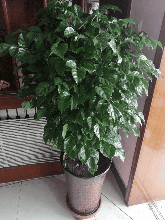 幸福树叶子一碰就掉,叶子发干怎么办（幸福树叶子发黄干枯掉落怎么办）(图4)