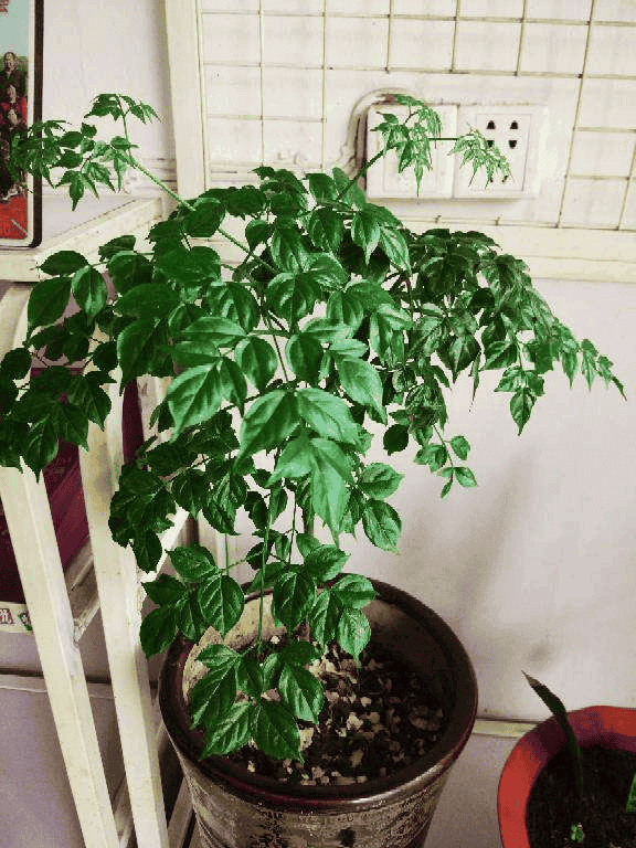 幸福树叶子一碰就掉,叶子发干怎么办（幸福树叶子发黄干枯掉落怎么办）(图8)