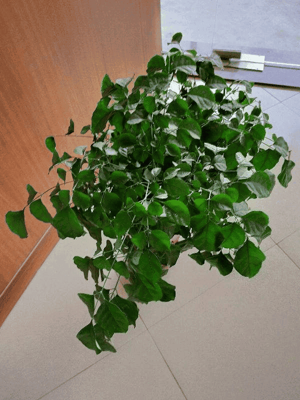 幸福树叶子一碰就掉,叶子发干怎么办（幸福树叶子发黄干枯掉落怎么办）(图5)