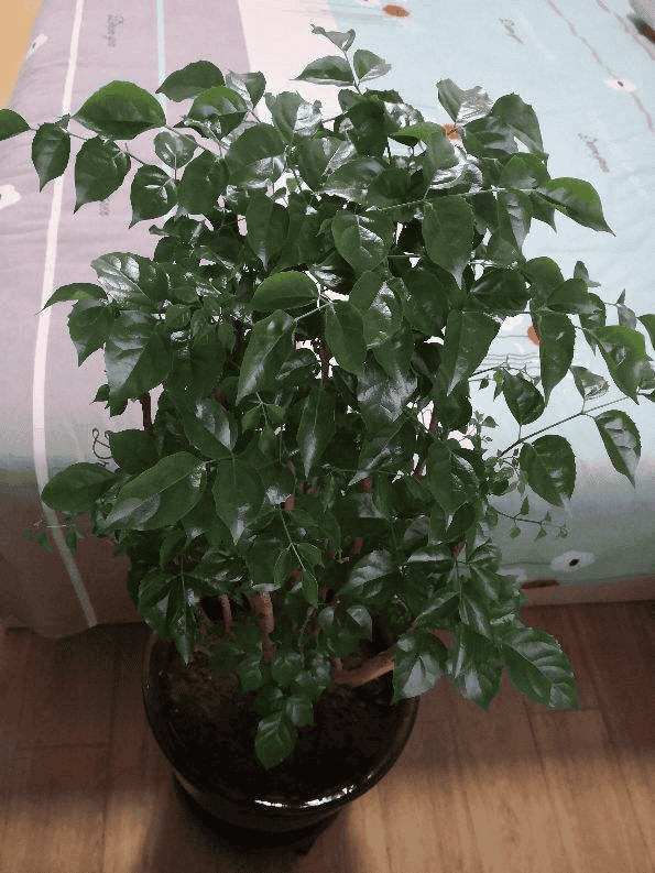 幸福树叶子一碰就掉,叶子发干怎么办（幸福树叶子发黄干枯掉落怎么办）(图1)