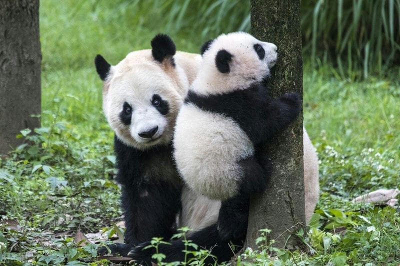 大熊猫为何没有天敌（大熊猫的天敌是谁）(图4)