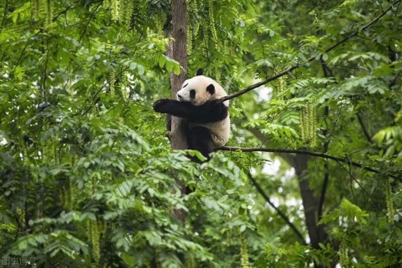大熊猫为何没有天敌（大熊猫的天敌是谁）(图1)