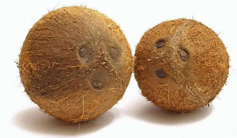 椰子肉和椰子汁的功效与作用（椰子里的白肉能直接吃吗）(图3)