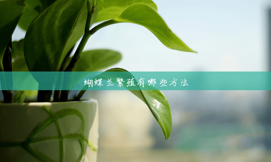 蝴蝶兰繁殖有哪些方法 蝴蝶兰繁殖有哪些方法