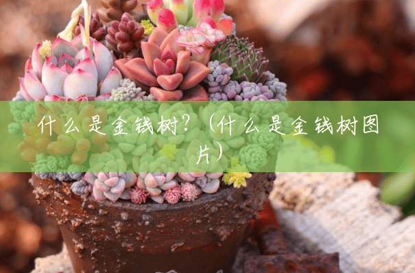 什么是金钱树?(什么是金钱树图片) 什么是金钱树?(什么是金钱树图片)