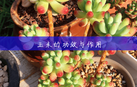 玉米的功效与作用 玉米的功效与作用