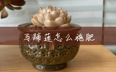 马蹄莲怎么施肥 马蹄莲怎么施肥