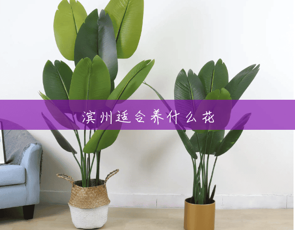 滨州适合养什么花