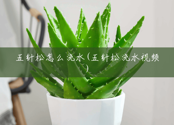 五针松怎么浇水(五针松浇水视频)