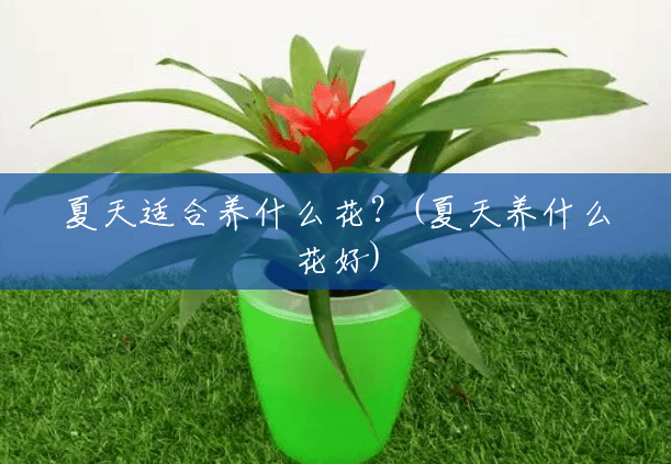 夏天适合养什么花?(夏天养什么花好) 夏天适合养什么花?(夏天养什么花好)