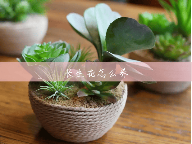 长生花怎么养 长生花怎么养