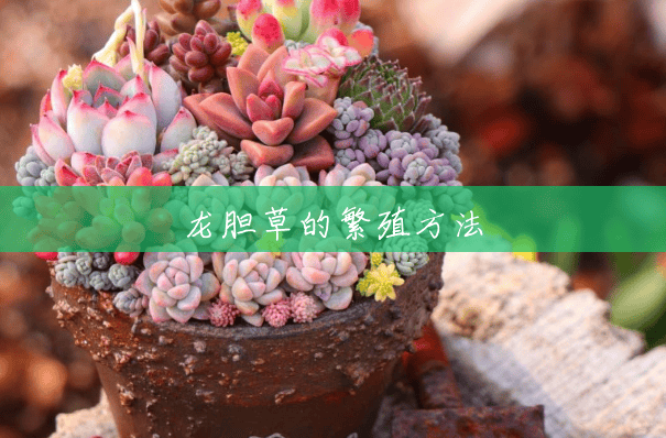 龙胆草的繁殖方法 龙胆草的繁殖方法