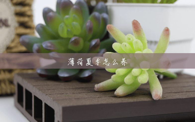薄荷夏季怎么养