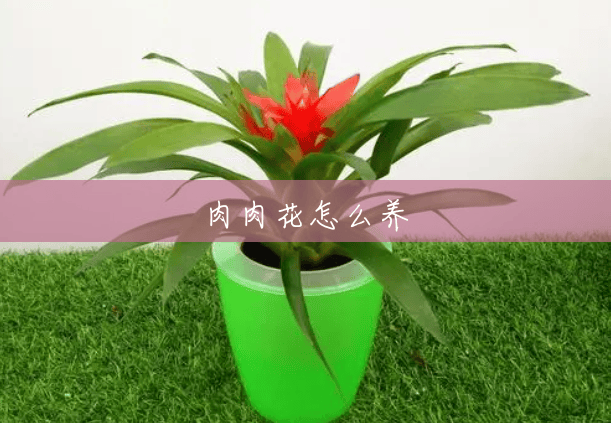 肉肉花怎么养 肉肉花怎么养