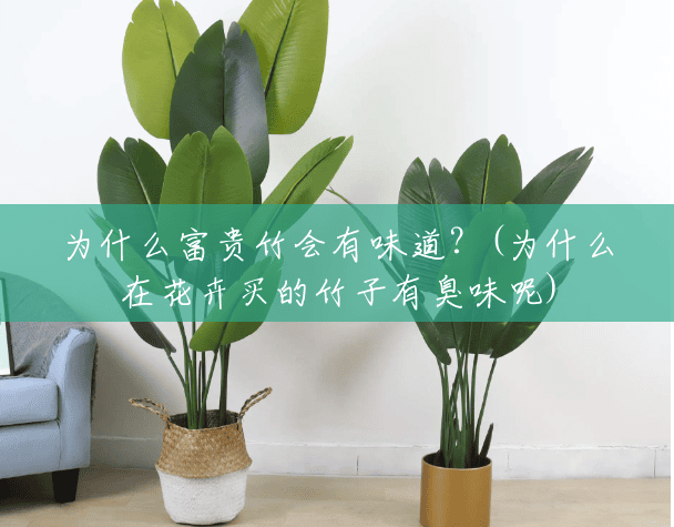 为什么富贵竹会有味道？(为什么在花卉买的竹子有臭味呢)