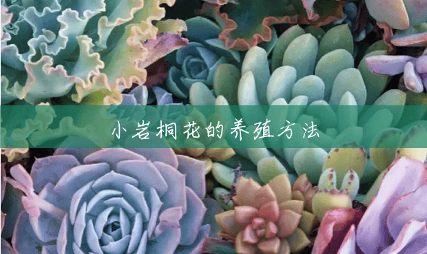 小岩桐花的养殖方法 小岩桐花的养殖方法