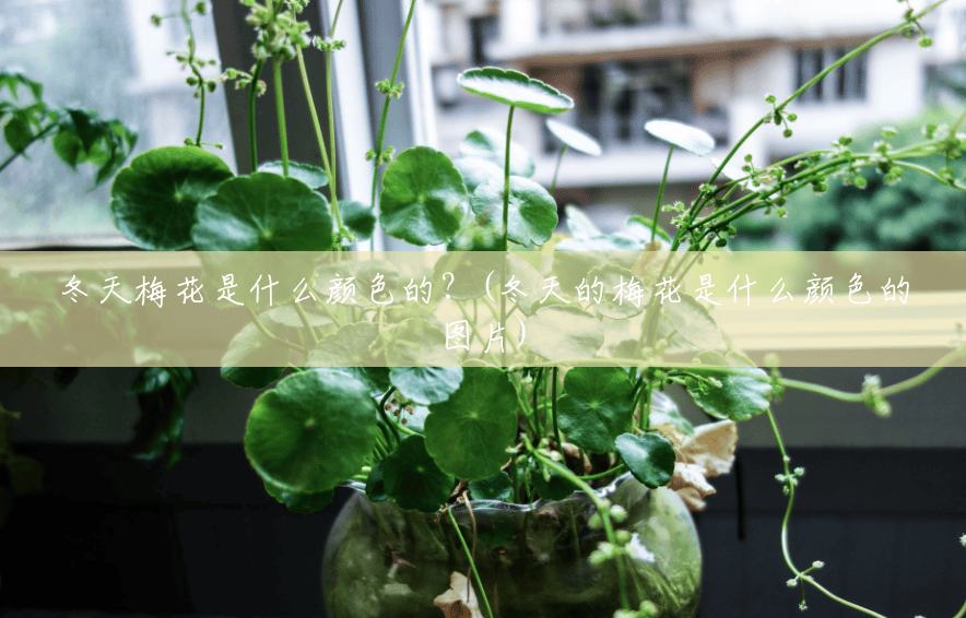 冬天梅花是什么颜色的?(冬天的梅花是什么颜色的图片) 冬天梅花是什么颜色的?(冬天的梅花是什么颜色的图片)