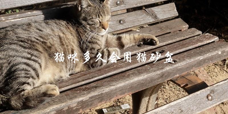猫咪需要多长时间才能开始使用猫砂盆？