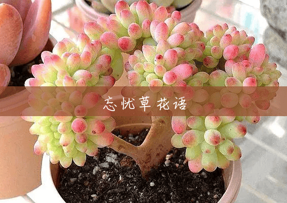忘忧草花语