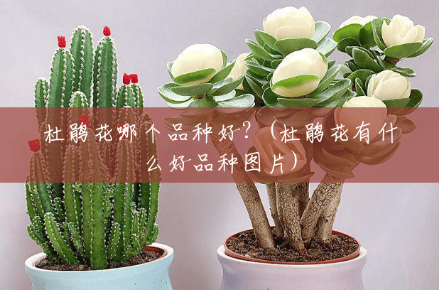 杜鹃花哪个品种好?(杜鹃花有什么好品种图片) 杜鹃花哪个品种好?(杜鹃花有什么好品种图片)