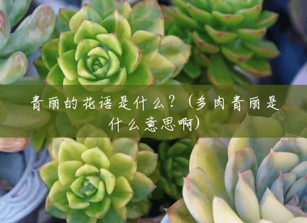 青丽的花语是什么?(多肉青丽是什么意思啊) 青丽的花语是什么?(多肉青丽是什么意思啊)