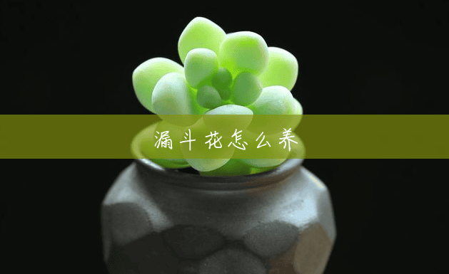 漏斗花怎么养