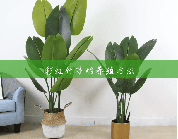 彩虹竹芋的养殖方法