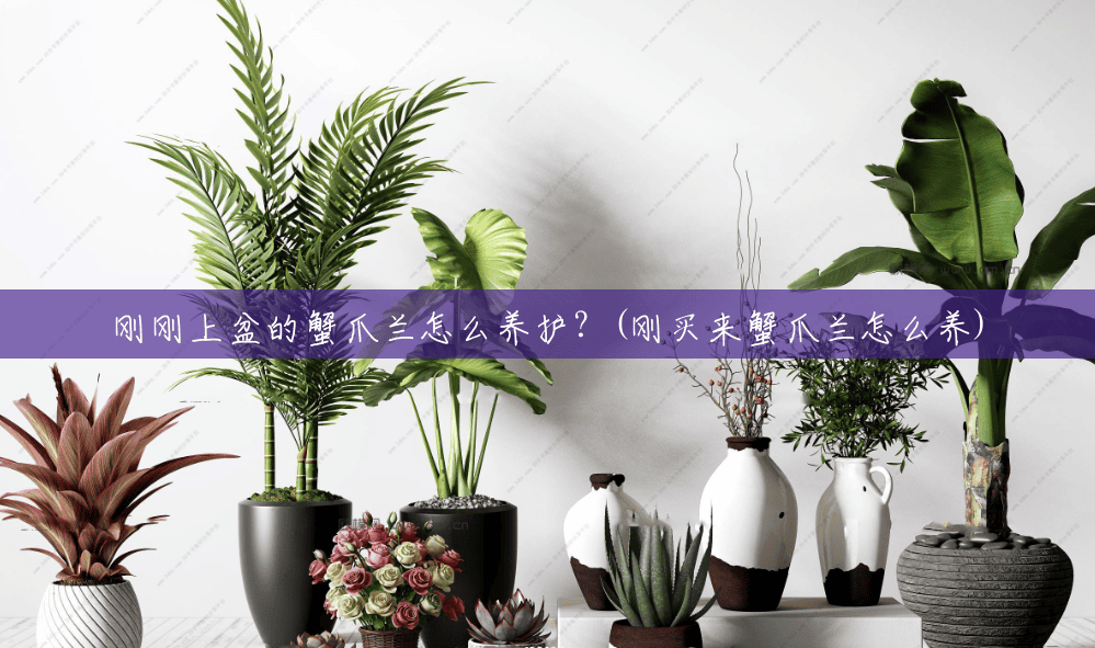 刚刚上盆的蟹爪兰怎么养护?(刚买来蟹爪兰怎么养) 刚刚上盆的蟹爪兰怎么养护?(刚买来蟹爪兰怎么养)