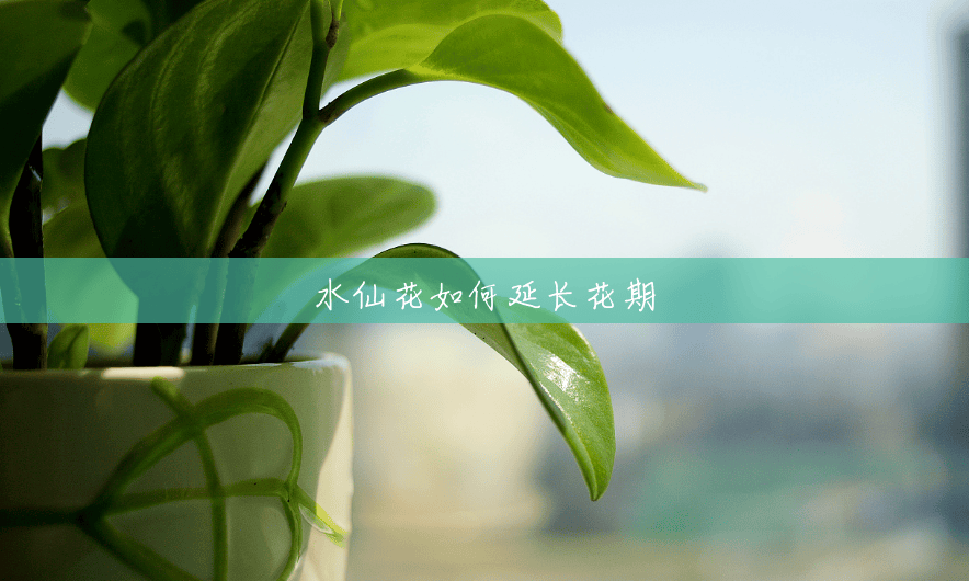水仙花如何延长花期 水仙花如何延长花期