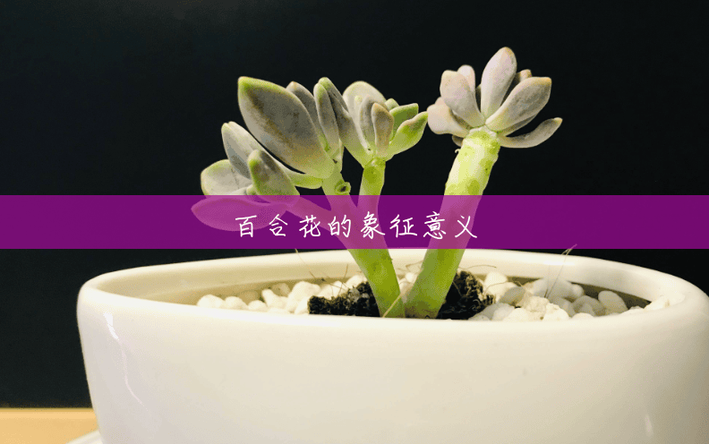 百合花的象征意义 百合花的象征意义