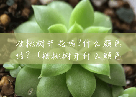 核桃树开花吗?什么颜色的?(核桃树开什么颜色花好看) 核桃树开花吗?什么颜色的?(核桃树开什么颜色花好看)