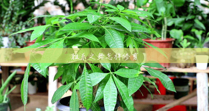 雅乐之舞怎样修剪 雅乐之舞怎样修剪