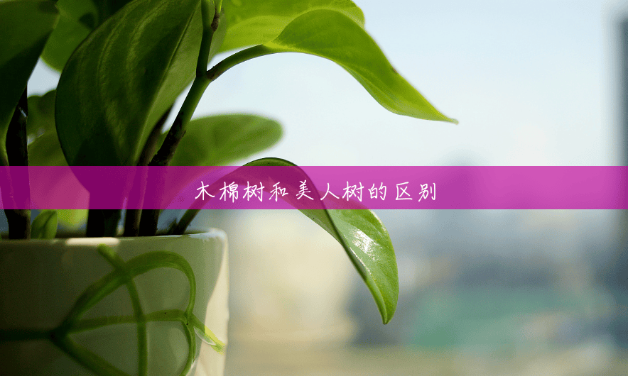 木棉树和美人树的区别 木棉树和美人树的区别