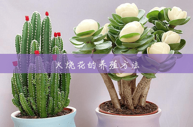 火烧花的养殖方法