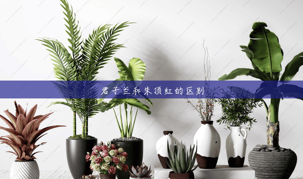 君子兰和朱顶红的区别 君子兰和朱顶红的区别