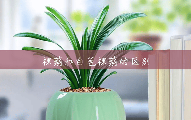 裸蒴和白苞裸蒴的区别 裸蒴和白苞裸蒴的区别