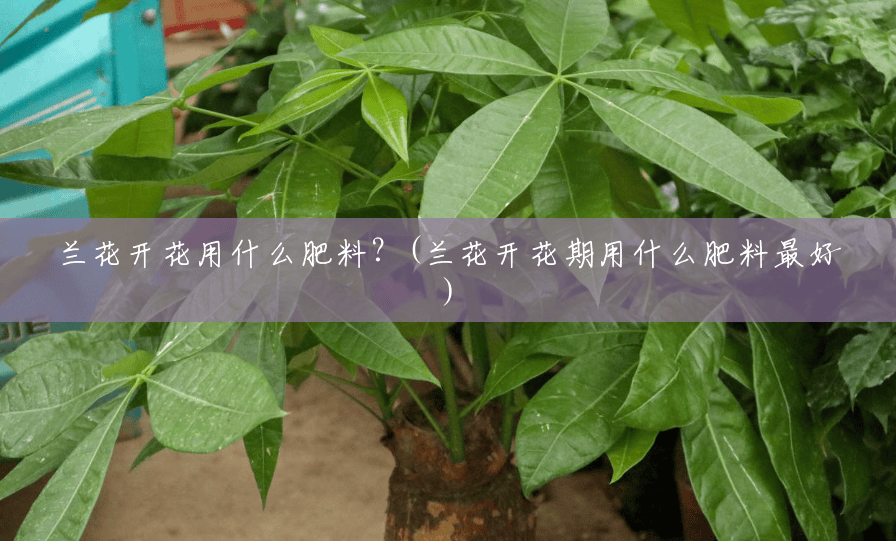兰花开花用什么肥料？(兰花开花期用什么肥料最好)