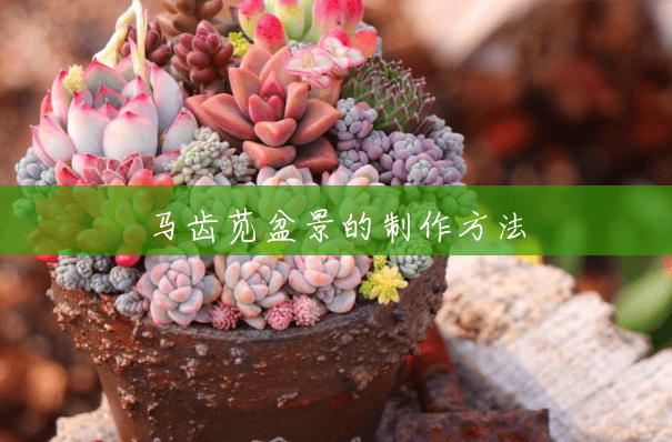 马齿苋盆景的制作方法 马齿苋盆景的制作方法