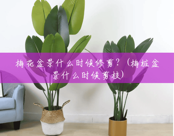 梅花盆景什么时候修剪?(梅桩盆景什么时候剪枝) 梅花盆景什么时候修剪?(梅桩盆景什么时候剪枝)