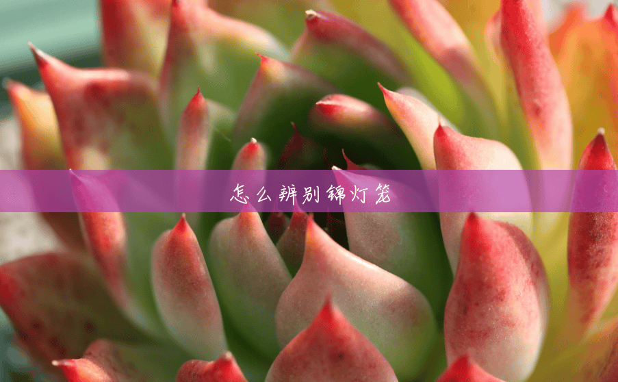 怎么辨别锦灯笼