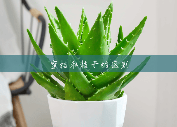 蜜桔和桔子的区别 蜜桔和桔子的区别
