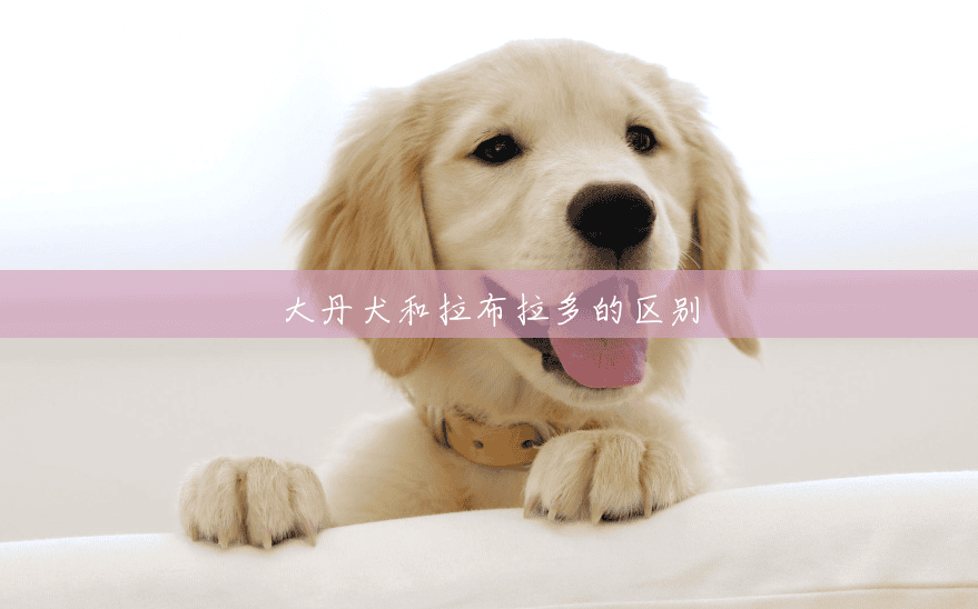 大丹犬和拉布拉多的区别 大丹犬和拉布拉多的区别