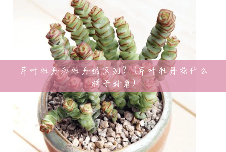 芹叶牡丹和牡丹的区别？(芹叶牡丹花什么样子好看)