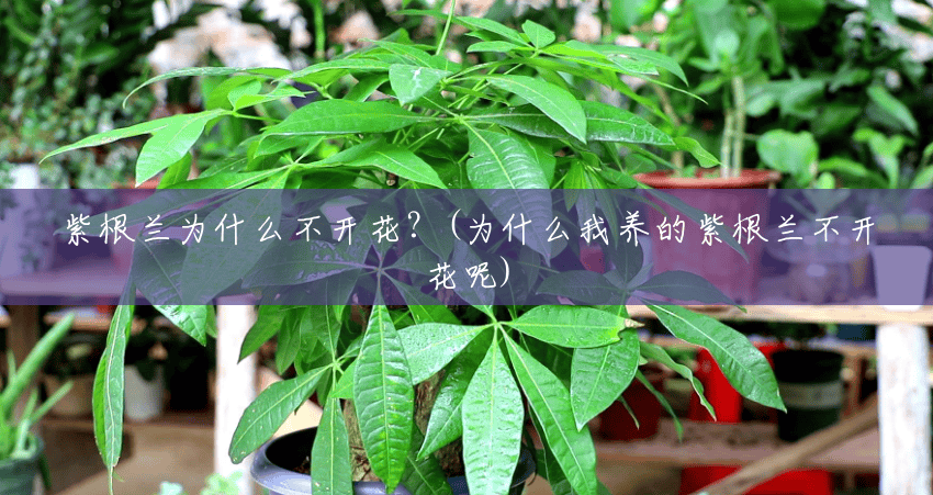 紫根兰为什么不开花？(为什么我养的紫根兰不开花呢)